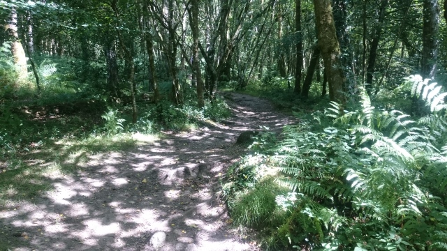 The trail down to the river at Lustleigh